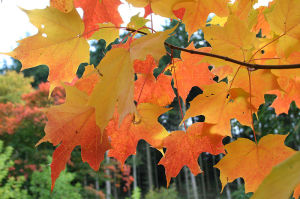 File:Acer saccharum JPG1L.jpg