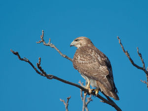 File:Hawk 3713.jpg