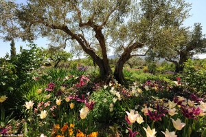 Josie Elias, from Sherborne, Dorset, received £1,000 for her winning picture after she stumbled on an Iris garden at Plantas Distintas in Marnes, Spain.