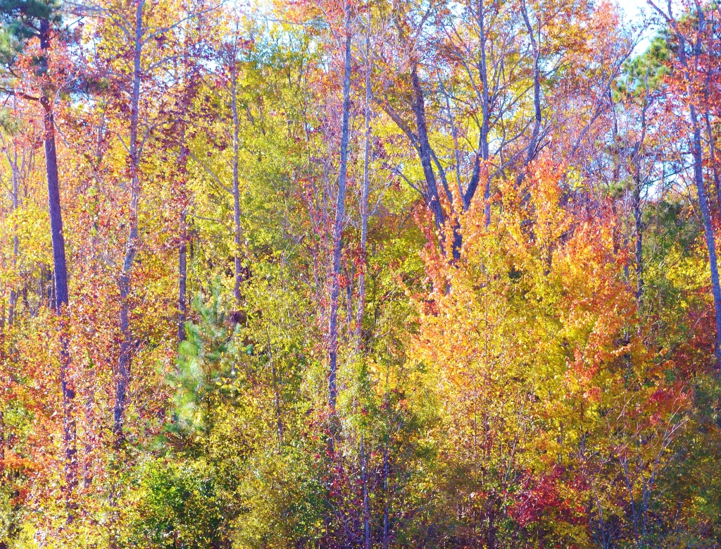 Autumn Woods: A story of Grace