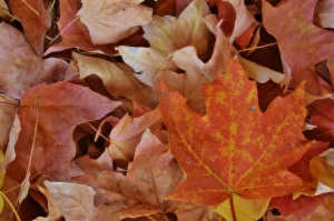 Another fall scenery picture for my 10 Things Thankful list for the week. :)