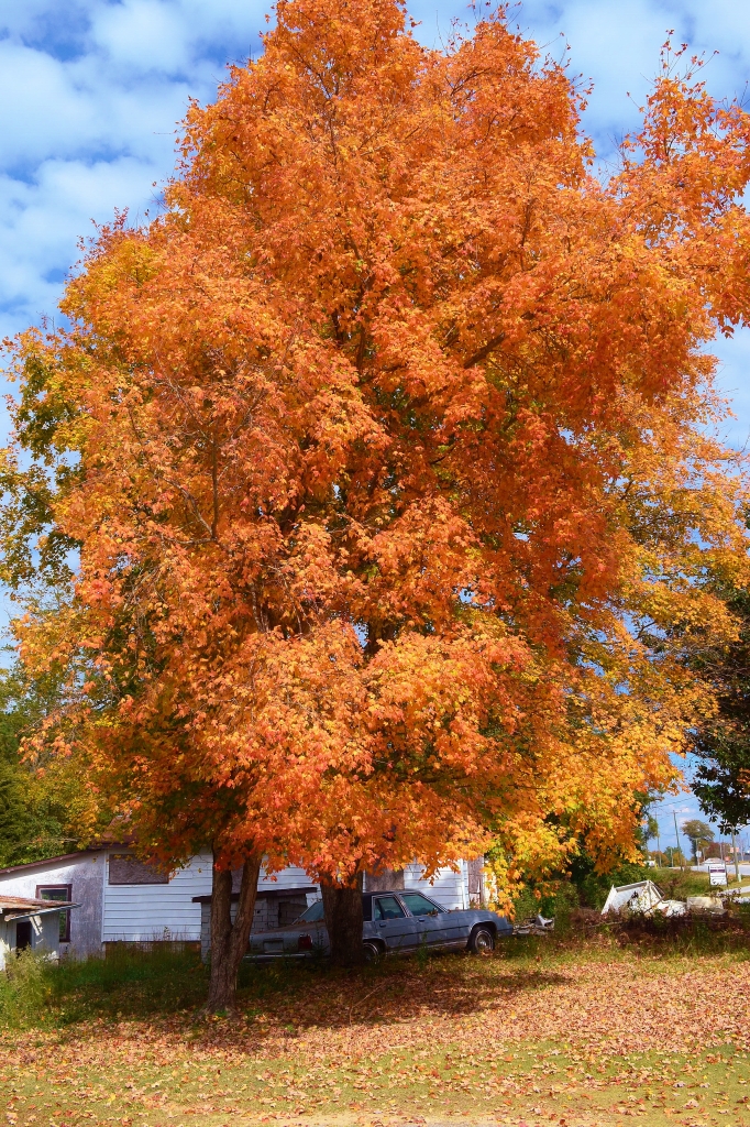 fall folliage in a yard where tragedy occurred