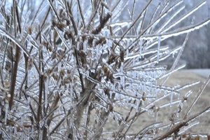 Bushes covered in ice
