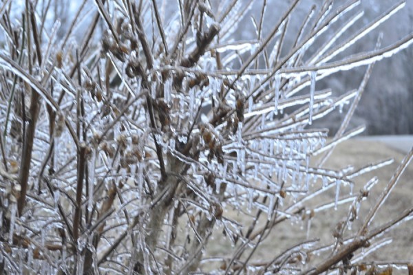 Bushes covered in ice