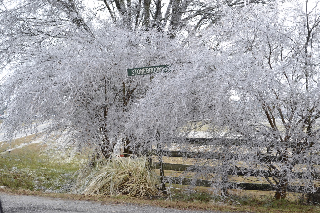 Tree limbs coated with heavy ice.