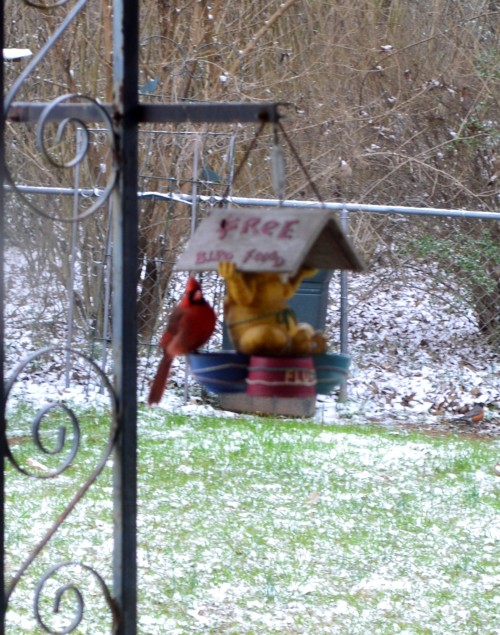 Cardinal on the Feeder