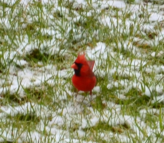 I caught this cardinal eating birdseed that I throw in the yard everyday.