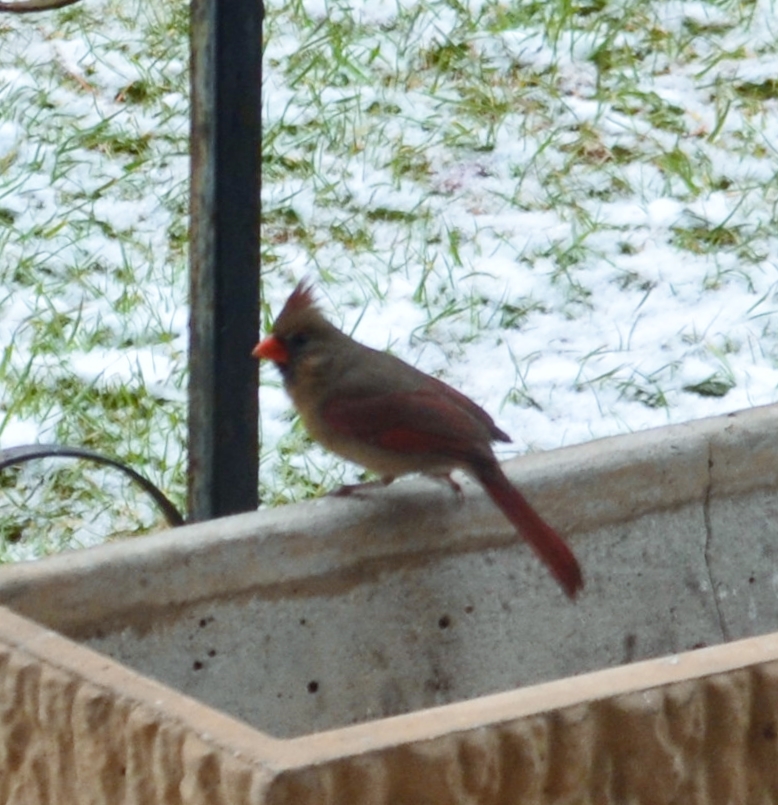 I love the female cardinal. She is not as bright as her male counterpart, but I love the velvet look of her feathers.
