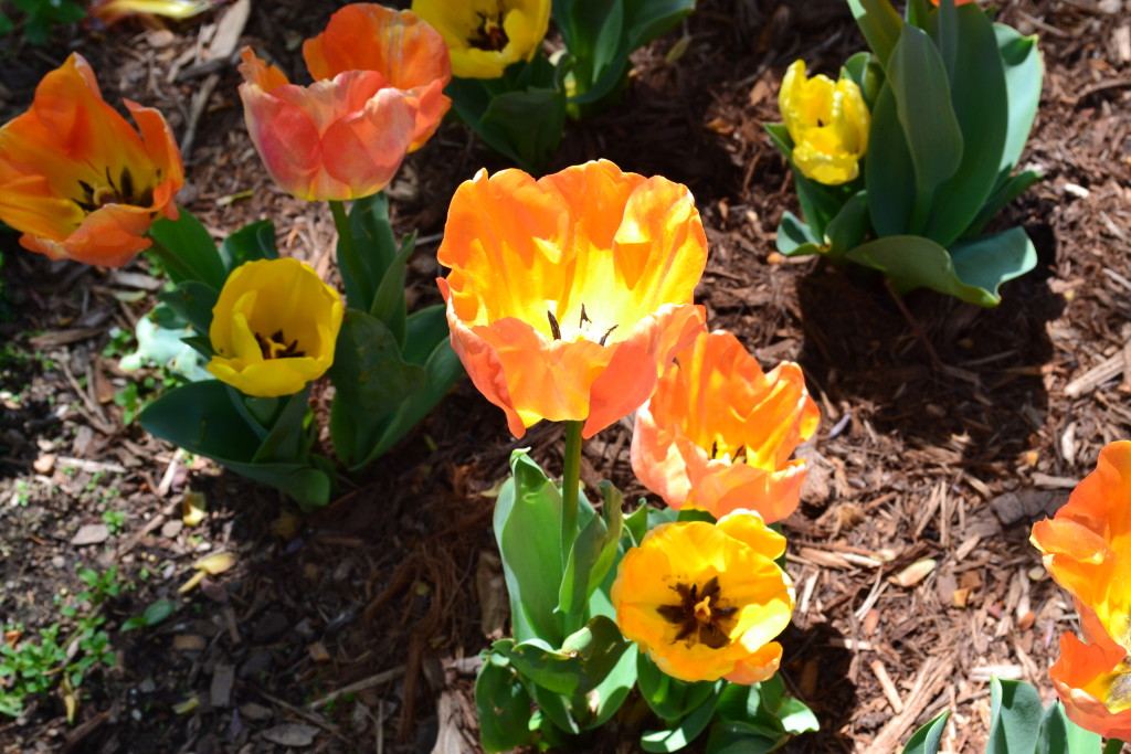 Spring Flowers Blooming