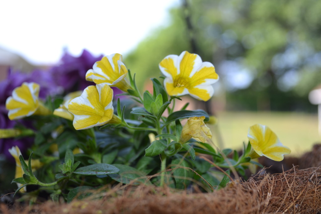 Pretty Yellow Flowers