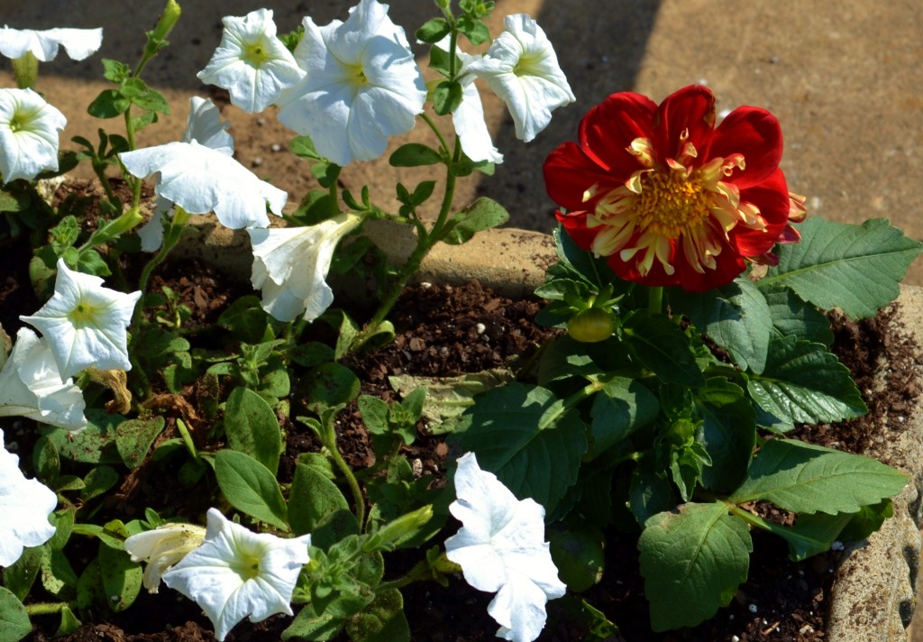 My White Wave Petunias provide beautiful contrast to the orange Starsisters Dahlia.
