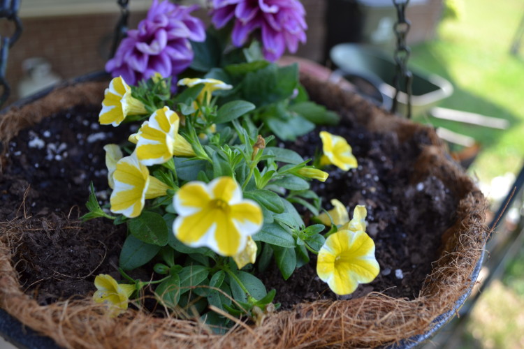 Lemon Slice flowers