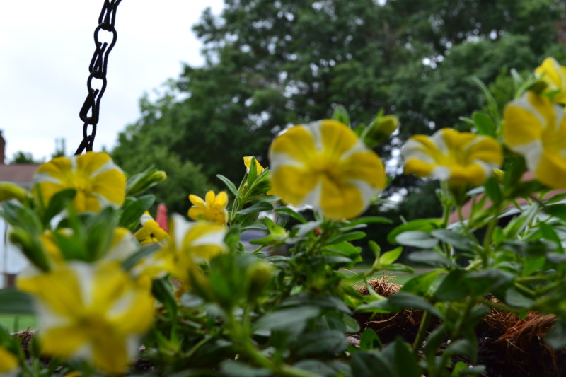 These beautiful flowers brighten the back porch even on cloudy days.