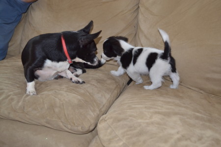 Playful pup, Oreo, with our other dog, Lily.