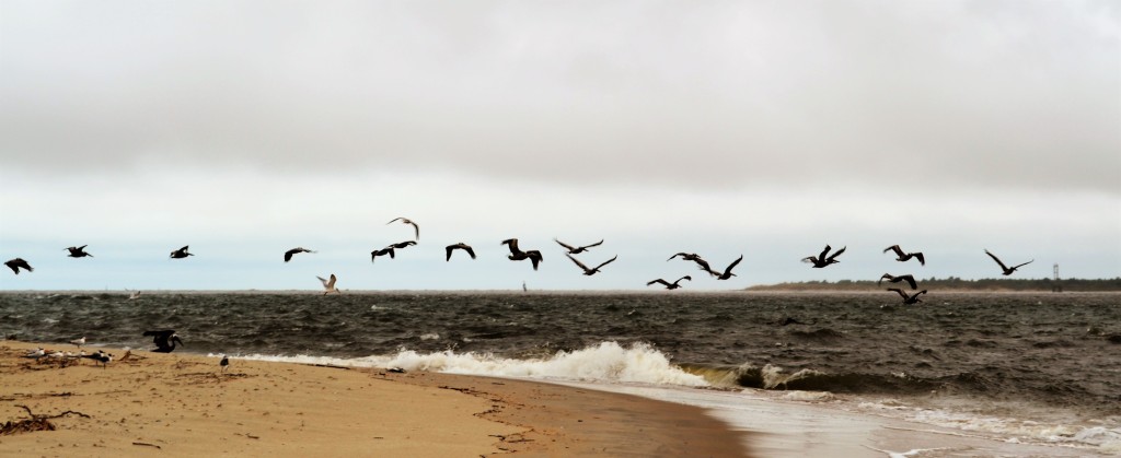 Sea Birds