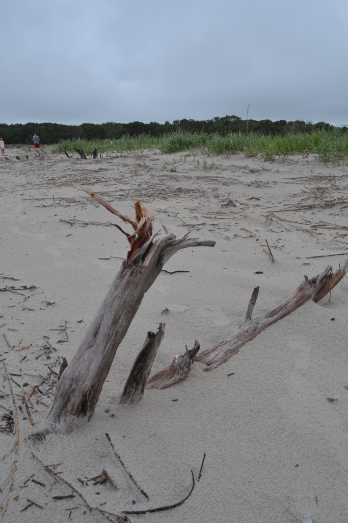 Tree Art on the Beach