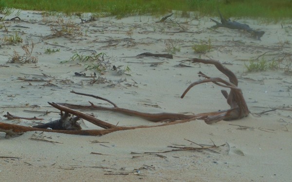 This drift wood settled on the beach and looks like a wiry hand with long thing fingers reaching toward the sky.