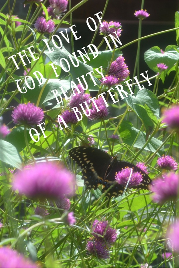 God's Love Displayed in Beautyof a Butterfly