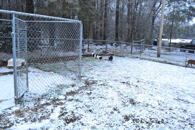 Our pets love to frolic in the snow.