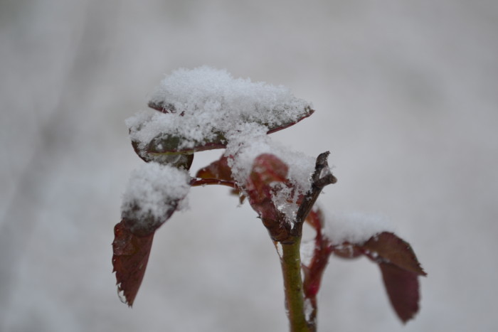 Snow gently envelops everything.