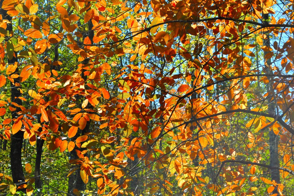 Selah in Fall Mountains