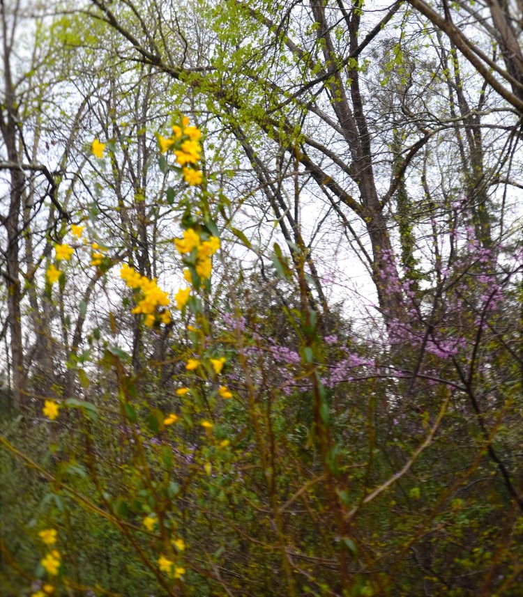 Palm Sunday Spring Awakening Blooms