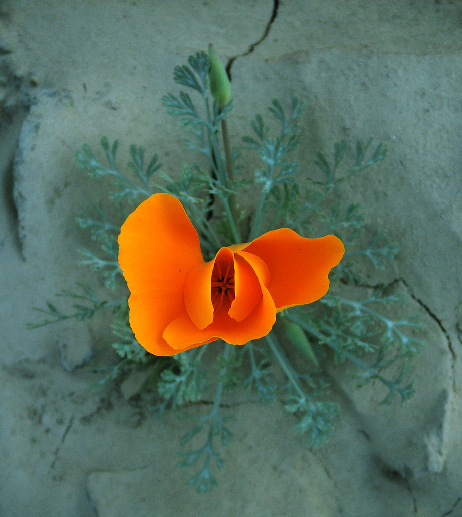 beauty from ashes