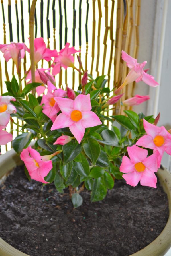Mother's Day Flowers