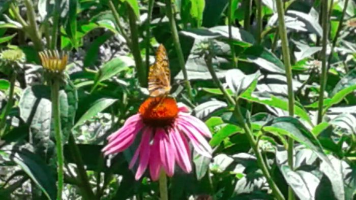 Highlights Foundation's Beautiful Flowering Gardens