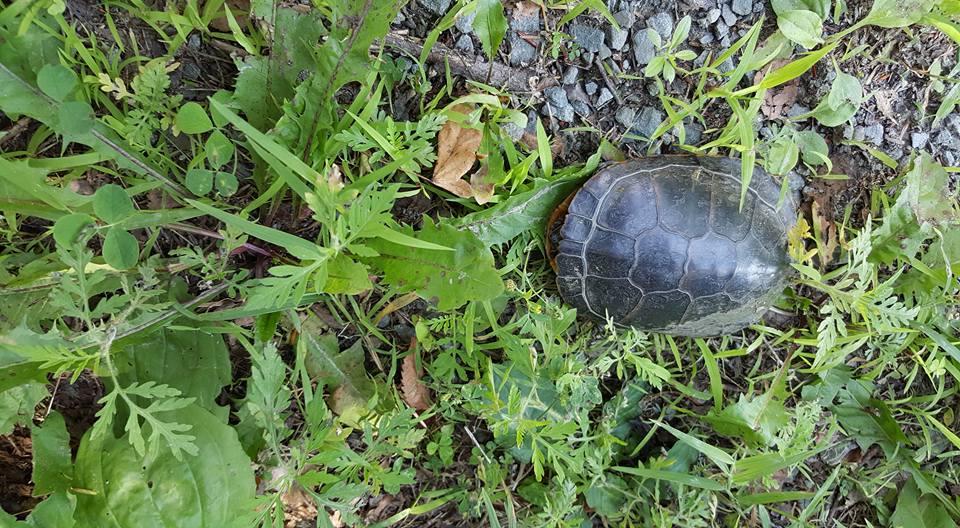 Nature Scenes at Highlights Summer Camp