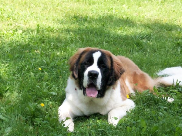 michele-morin-and-beloved-pet